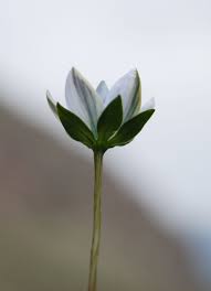 Image result for Swertia pleurogynoides