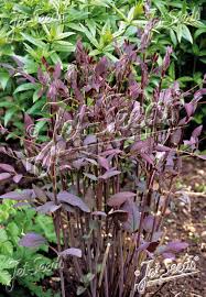 Image result for Clematis recta atropurpurea