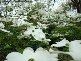 We did not find results for: Flowering Dogwood Cornus Florida Long Island Natives