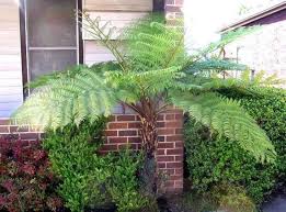 Image result for Cyathea cf. humilis