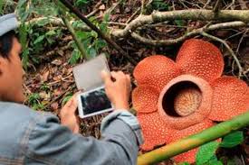 Ragam hias fauna dapat dikombinasikan dengan bentuk motif lainnya seperti motif flora, motif fauna, maupun motif geometris yang hasilnya sering disebut motif ragam hias campuran. Melihat Tumbuhan Langka Bengkulu Tempatnya