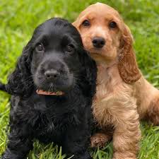 Cocker puppy 4 / 29. Older Adorable Cocker Spaniel Puppies For Sale Near Me Facebook