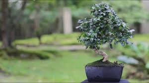 What is the best indoor bonsai tree? Indoor Bonsai Tree Care Guidelines Bonsai Empire