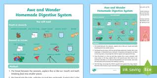 Next, the nutrients move into the bloodstream, a process called absorption. Homemade Digestive System Ks1 Science Primary Resource