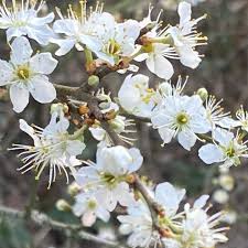 Gaupeler Kulturgarten Schlehdornblute Heute Zahlen Wir Nicht Mehr Die Tage Zwischen Dem Erbluhen Der Schlehe Und Dem Georgi Tag Um Daraus Den Ernt In 2020 Plants