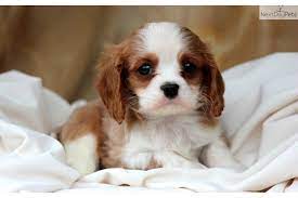 Pin On Cavalier King Charles Spaniel Dogs