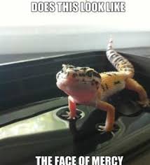 L G Memes On Pinterest Leopard Geckos Lizards And Lizard Craft Funny Lizards Cute Lizard Leopard Gecko Cute