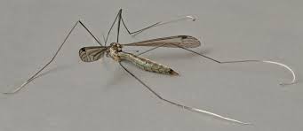 Image result for Dolichopentas