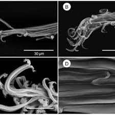 Image result for Ancistrorhynchus clandestinus