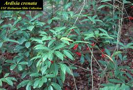 Image result for Ardisia