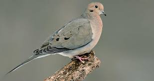 Mourning Dove Life History All About Birds Cornell Lab Of