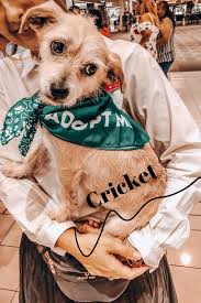 Our foster families save pets who are too young to be adopted yet, elderly, recovering from surgery, scared or depressed. Meet Cricket Small Dog Adoption Humane Society Foster Dog