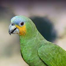 Amazona is one of the 92 genera of parrots that make up the order psittaciformes and is in the family psittacidae, one of three families of true parrots. Orange Winged Amazon Parrot Personality Food Care Pet Birds By Lafeber Co