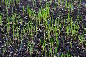 How To Plant Grass Seed In A New Lawn