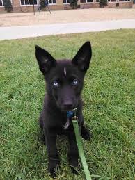 Black And White Husky Shepherd Mix We Went And Got Ourselves A Dogmeat Cute Animals Cute Dogs Cute Puppies