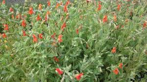 Image result for Mimulus