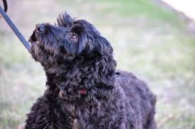 Discover australian labradoodles via reputable breeders. Lauderdoodle Dog Breeder Wauseon Ohio