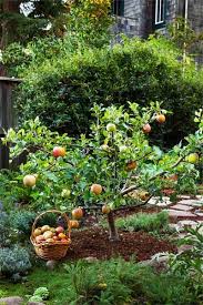 Grow Little Fruit Trees For Big Rewards Fruit Trees Backyard Backyard Trees Fruit Trees