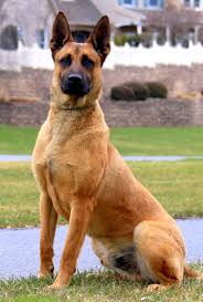 The belgian malinois breed has a short coat and is often black, mahogany, and fawn in color. Belgian Malinois For Sale Lancaster Pa Honeybrook Malinois