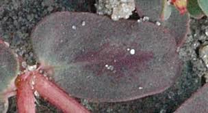 Image result for Euphorbia inaequilatera