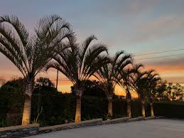 Image result for Dypsis decaryi