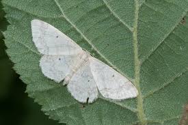Image result for Idaea biselata