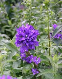 Image result for campanula glomerata
