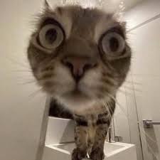 Cute cat