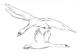 Bird In Flight Line Drawing How To Draw A Swan In 6 Simple Steps Animal Drawings Bird Drawings Flying Bird Drawing