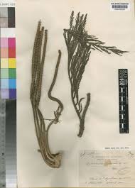 Image result for Hydrostachys lukungensis