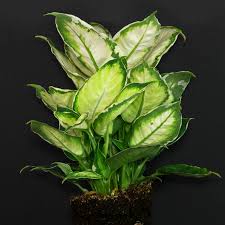Image result for beautiful dieffenbachia