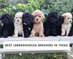 We provide our puppies the best in care until adopted by someone like you. Best Labradoodle Breeders In Texas Top 5 List We Love Doodles