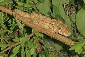 6 to 8 inch translucent veiled chameleon. Cuban False Chameleon Breeding Reptiles Magazine