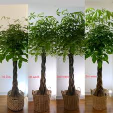 Bloomscape's money tree, mini money tree, and money tree forest are fully grown and cared for by our expert plant care team until they reach your home. It S Been 3 Weeks And My Money Tree Is Taking Over The House It S Growing Like Crazy Help Houseplants