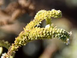 Image result for Euploca ovalifolia