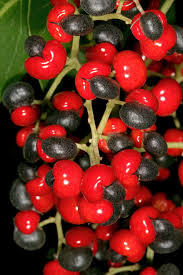 Image result for Apodytes dimidiata