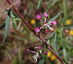 Clarkia Exilis Wikipedia