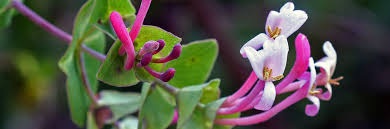 Orden Urticales - Herbarium Virtual Ifac - Generalitat Valenciana