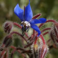 Image result for Borago officinalis