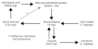 They are also called simple carbohydrates because they are in the most basic form. Storage Functions Of The Liver Carbohydrates Vitamins Teachmephysiology