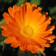 Pin On Flores