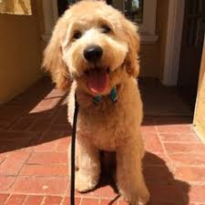 Los pinos pet grooming hola mi nombre es luis tomás un chico k amount adoro los animales soy grooming tengo 7 años de experiencia trabaje como manager de grooming en una de las mejores peluquerías k tiene. Best Pet Grooming Near Me March 2021 Find Nearby Pet Grooming Reviews Yelp