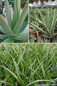 Aloe vera is considered a very robust plant. Growing Aloe Vera Indoors 5 Reasons Why You May Be Having Problems
