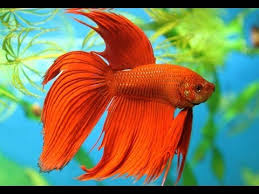 Peixe Betta Pode Sim Ficar Com Outros Peixes Youtube