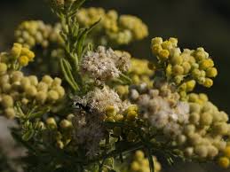 Image result for Eschenbachia stricta