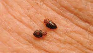 i spent months battling bedbugs and years trying to get them out of my head bed bugs bed bug control kill bed bugs