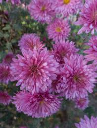 Flowers bring smile on our face, so here we have picked and placed the most beautiful flowers in the world all together for you. 25 Colorful Types Of Daisies Daisy Varieties For Your Garden