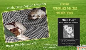 Americans spent $29.3 billion on veterinary care last year. Healthy Paws Pet Insurance Coverage For Accidents Illness More