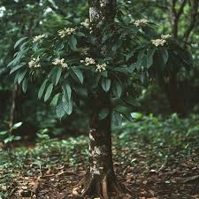 Image result for Morinda lucida