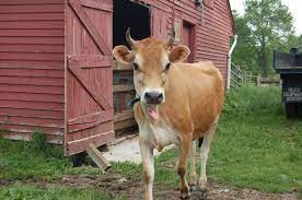 Cows Have Horns Too Animal Keeper Blog